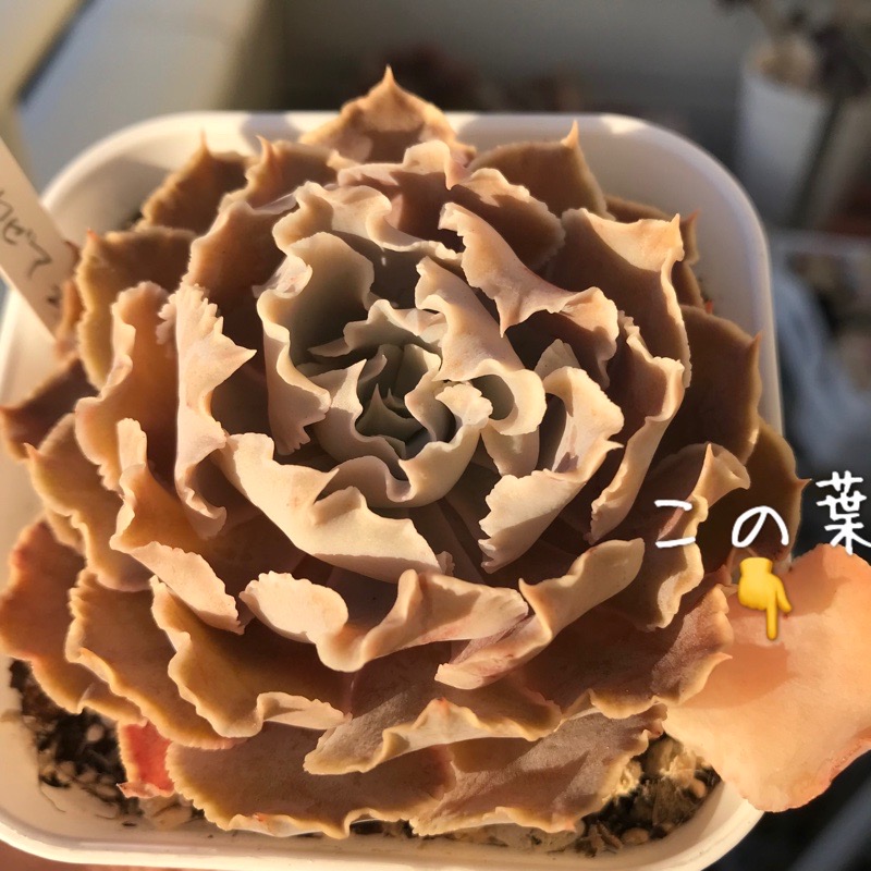 多肉植物】多肉が似合う庭を目指してDIY進んでなーい????タニパトで得した気分 - 365日多肉アルバム