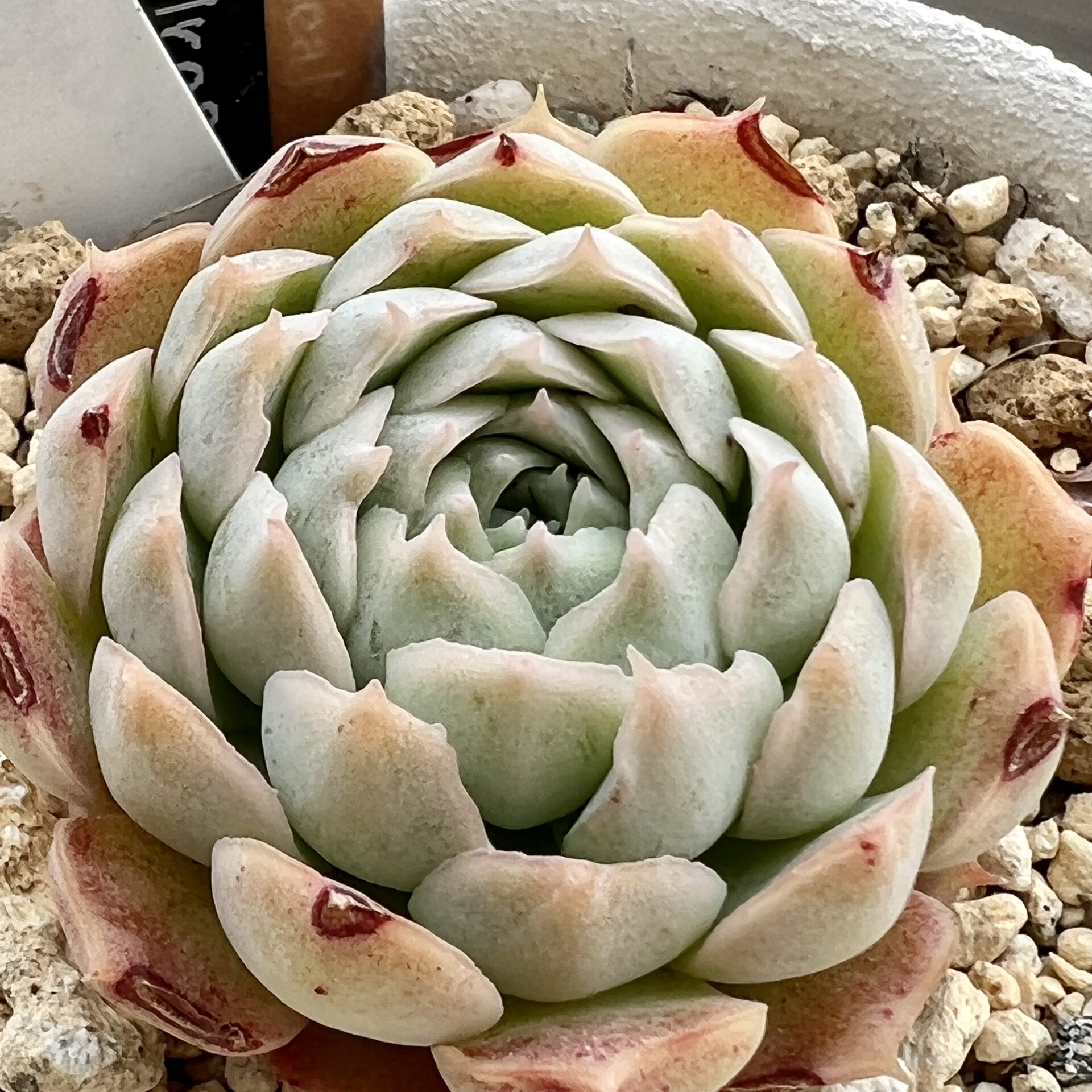 多肉植物 韓国苗 ♥ラブウエーブ♥ 多肉植物 韓国苗 ♥ラブウエーブ♥