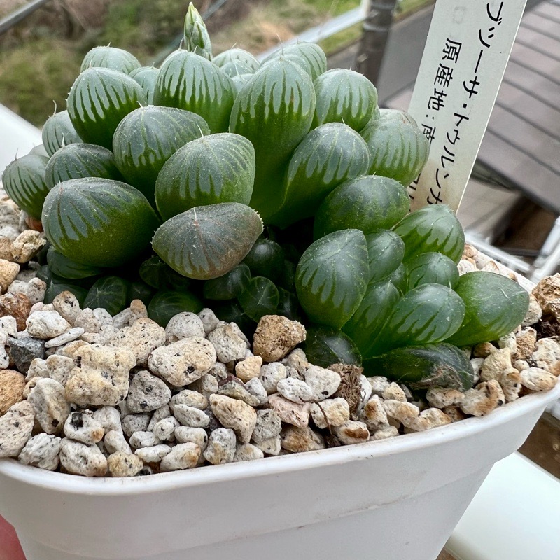 プラ八角鉢 カネヤ【2Y】200個 多肉植物 プレステラ - 植物/観葉植物