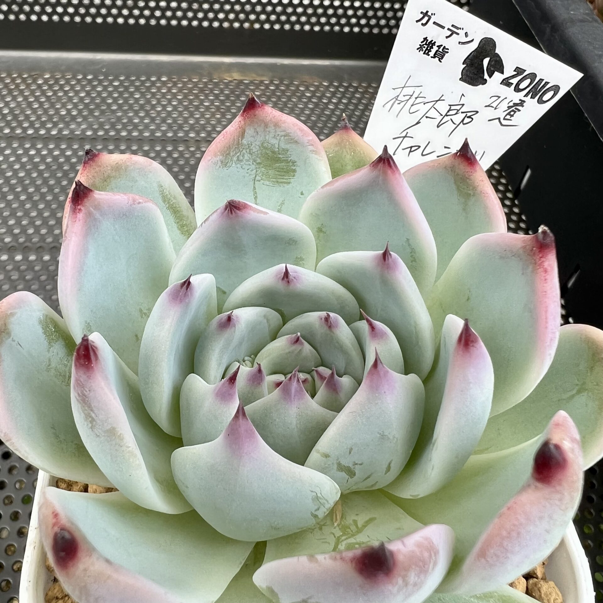 多肉の増やし方全てがわかる桃太郎チャレンジ最終回🌵オルトランはもう