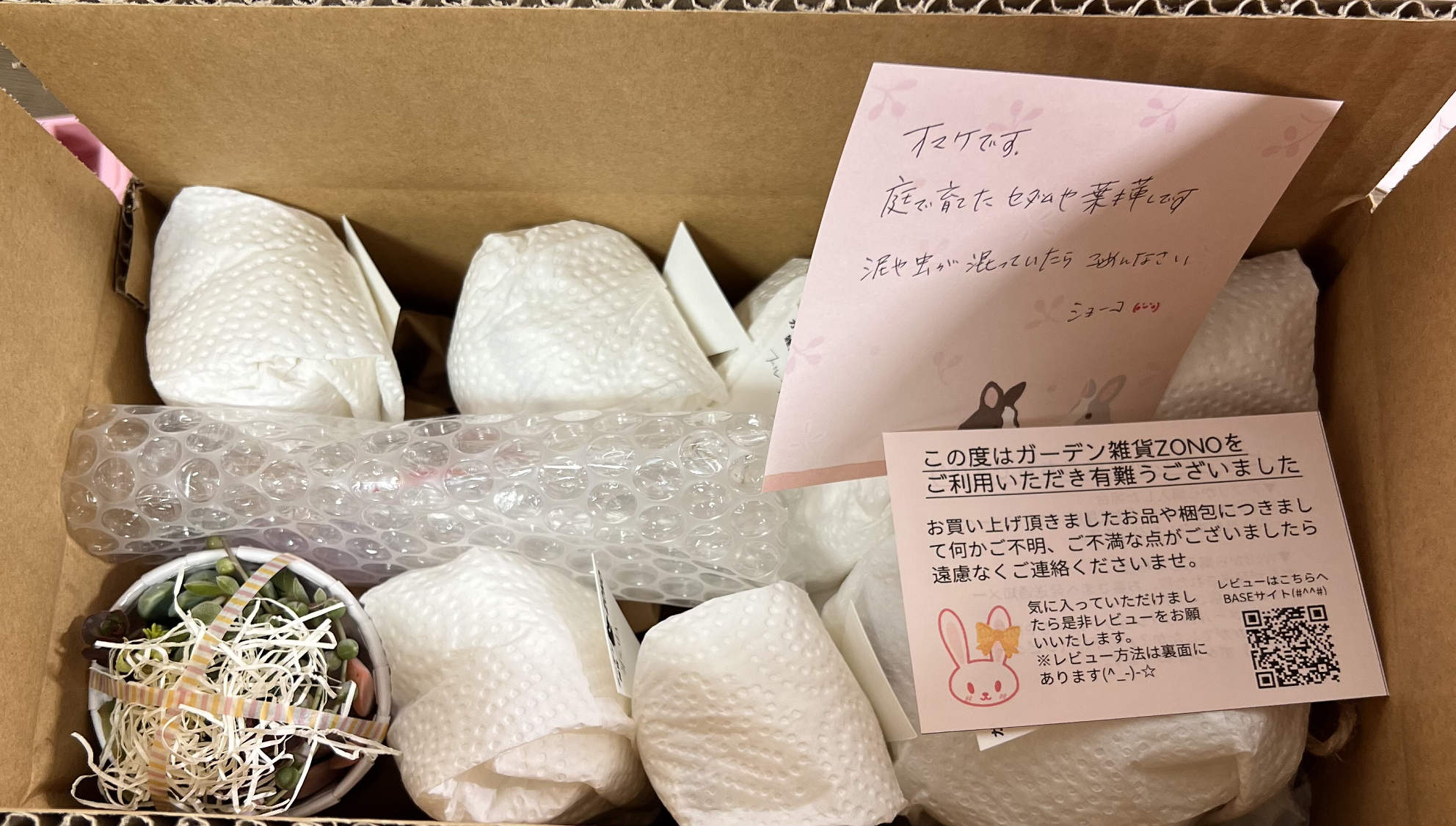 多肉植物の抜き苗が届いた後のお世話方法は 土の種類や水やりの頻度なども紹介 365日多肉アルバム